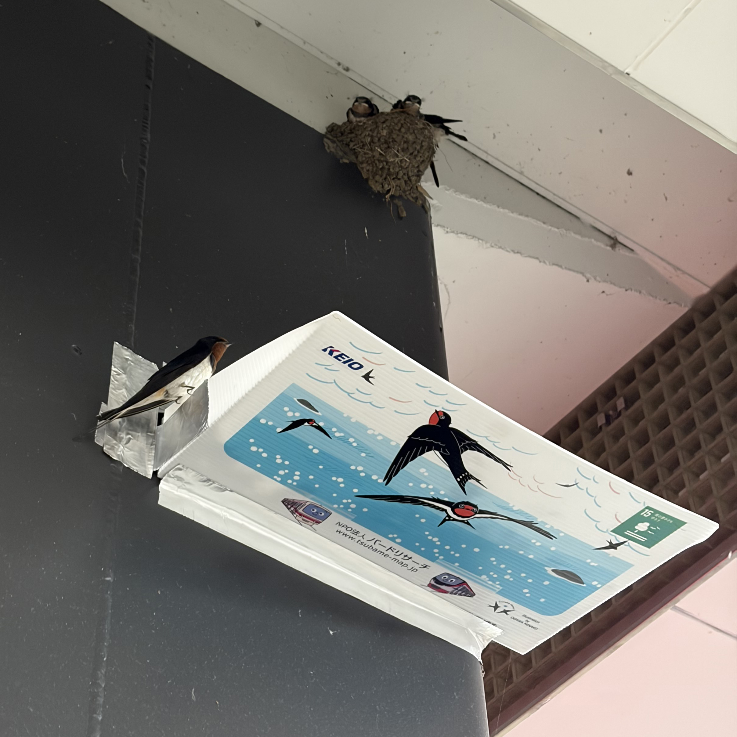 つばめの巣立ち