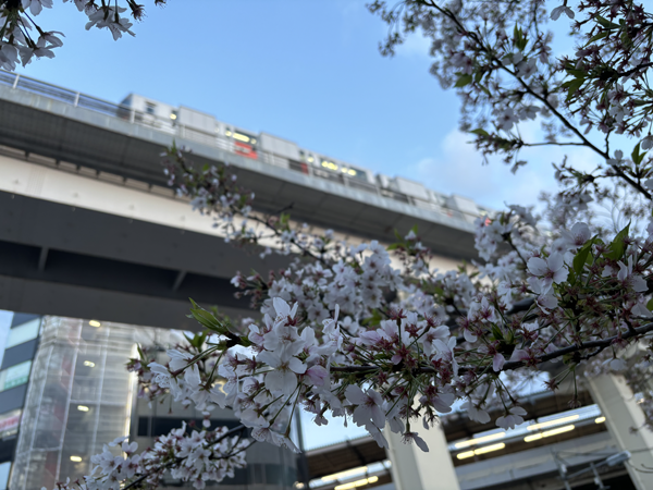 桜並木とモノレール