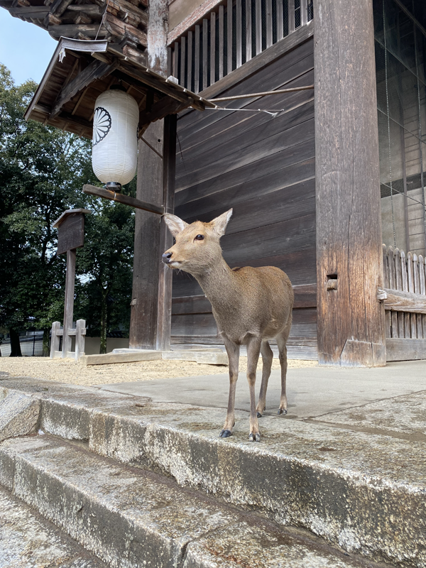 奈良に行ってきました！