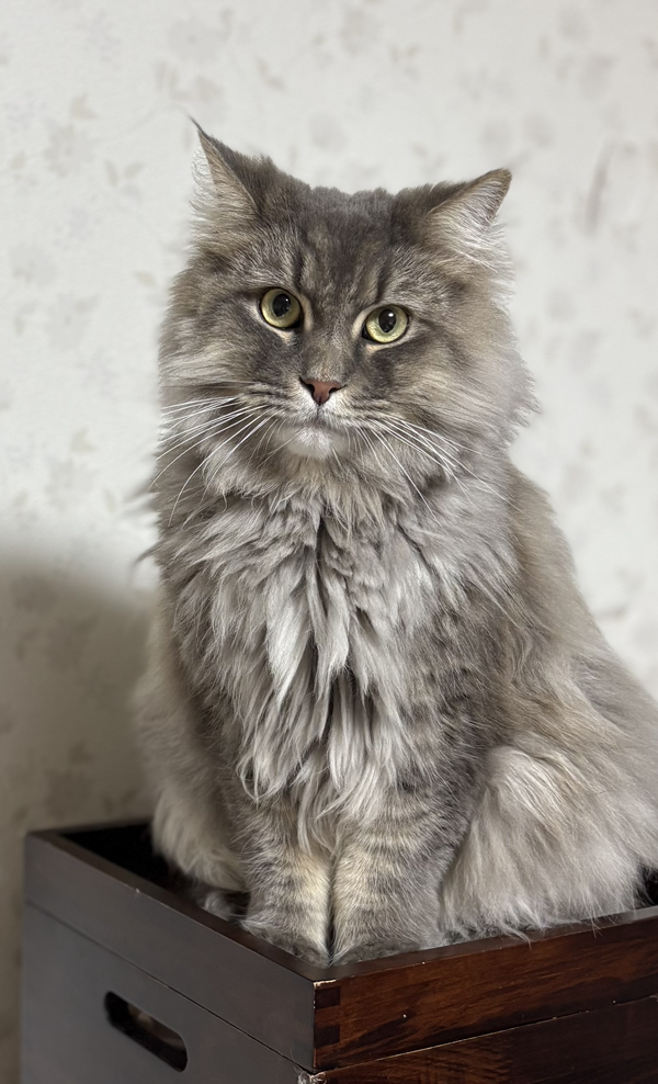 ブラッシングは戦いだ！長毛猫と暮らす覚悟
