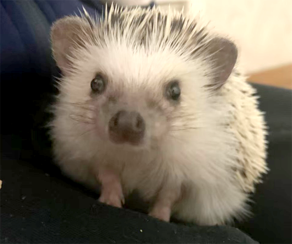 ハリネズミのごまちゃん